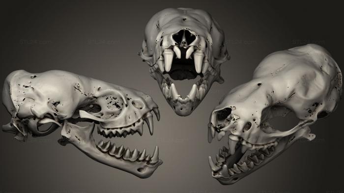 Анатомия скелеты и черепа (Черепа животных 0215, ANTM_0242) 3D модель для ЧПУ станка